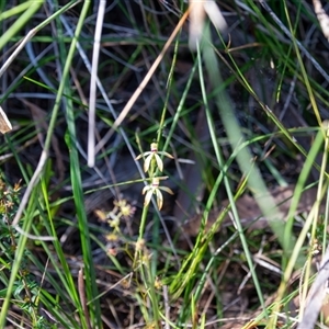 Caladenia testacea (Honey Caladenia) at Bargo, NSW - 3 Oct 2025 by Snows