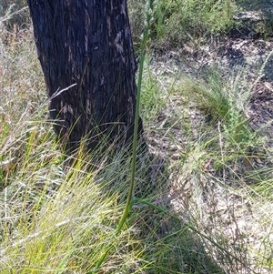 Prasophyllum elatum at Bargo, NSW - 17 Sep 2025 by Snows