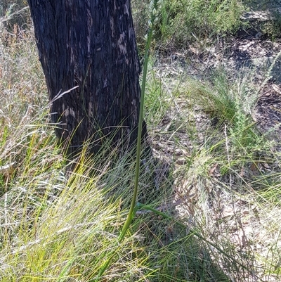 Prasophyllum elatum at Bargo, NSW - 17 Sep 2025 by Snows