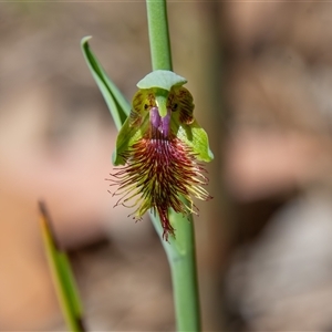 Calochilus campestris (Copper Beard Orchid) at Bargo, NSW - 1 Oct 2025 by Snows