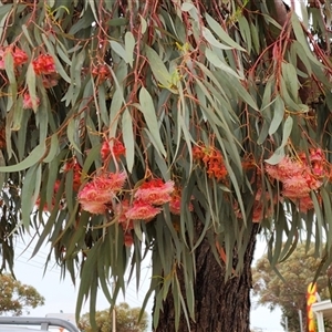 Unverified Gum Tree at Hawker, SA - 29 Sep 2025 by AlisonMilton