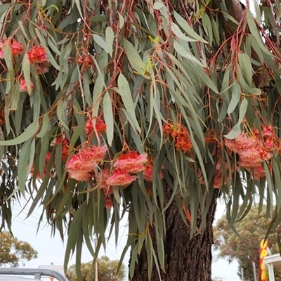Unverified Gum Tree at Hawker, SA - 29 Sep 2025 by AlisonMilton