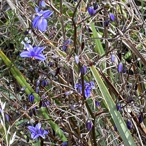 Dianella revoluta var. revoluta at Acton, ACT - Yesterday by George