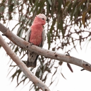 Eolophus roseicapilla at Hawker, SA - 29 Sep 2025 by AlisonMilton