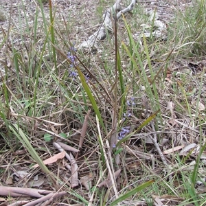 Comesperma volubile at Bruce, ACT - 6 Oct 2025 by Heinol