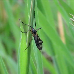 Gynoplistia (Gynoplistia) bella (A crane fly) by Span102