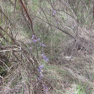 Comesperma volubile at Bruce, ACT - 6 Oct 2025 by Heinol