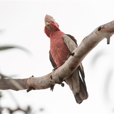 Eolophus roseicapilla at Hawker, SA - 29 Sep 2025 by AlisonMilton