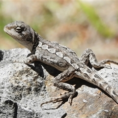 Amphibolurus muricatus (Jacky Lizard) at Tharwa, ACT - 8 Oct 2025 by JohnBundock