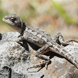 Amphibolurus muricatus (Jacky Lizard) at Tharwa, ACT - 8 Oct 2025 by JohnBundock