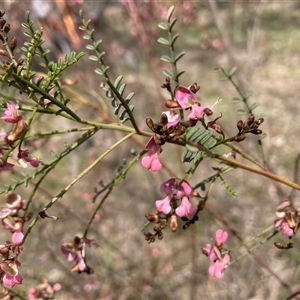 Indigofera adesmiifolia at Campbell, ACT - Yesterday by SilkeSma