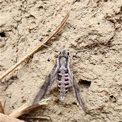 Agrius convolvuli (Convolvulus Hawk Moth) at Upper Lansdowne, NSW - 8 Oct 2025 by Purschy