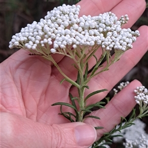 Unverified Other Shrub at Pappinbarra, NSW - 2 Oct 2025 by AngFrost