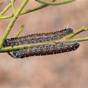 Unverified Butterfly (Lepidoptera, Rhopalocera) at Arkaroola Village, SA - 27 Sep 2025 by AlisonMilton