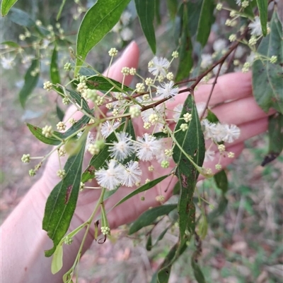 Acacia binervata at Pappinbarra, NSW - 8 Oct 2025 by AngFrost