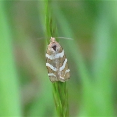 Subfurcatana subfurcatana (A Tortricid moth) by Span102