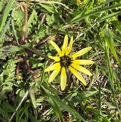 Arctotheca calendula (Capeweed, Cape Dandelion) at Cook, ACT - 8 Oct 2025 by lbradley