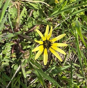 Arctotheca calendula (Capeweed, Cape Dandelion) at Cook, ACT - 8 Oct 2025 by lbradley