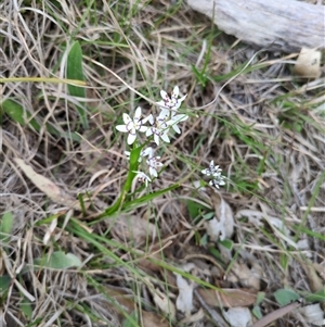 Wurmbea dioica subsp. dioica (Early Nancy) at Sutton, NSW - Yesterday by Marchien