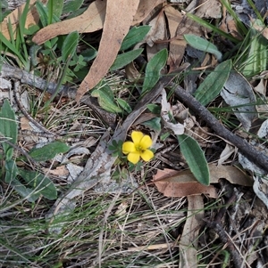 Oxalis (genus) (Wood Sorrel) at Sutton, NSW - 8 Oct 2025 by Marchien