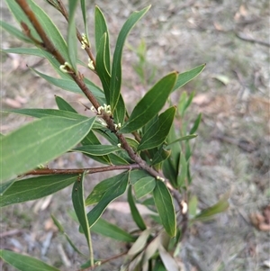 Unverified Other Tree at Sutton, NSW - 8 Oct 2025 by Marchien