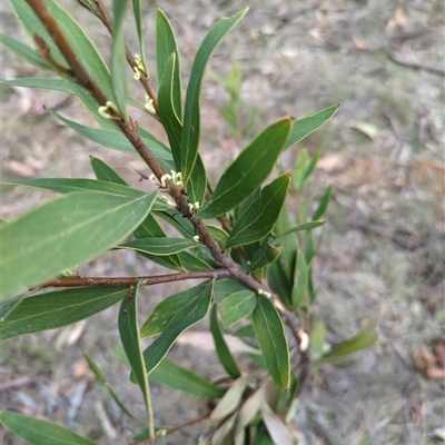 Unverified Other Tree at Sutton, NSW - 8 Oct 2025 by Marchien