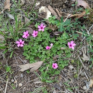 Unverified Other Wildflower or Herb at Sutton, NSW - 8 Oct 2025 by Marchien