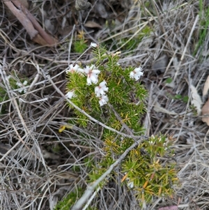 Unverified Other Wildflower or Herb at Sutton, NSW - 8 Oct 2025 by Marchien