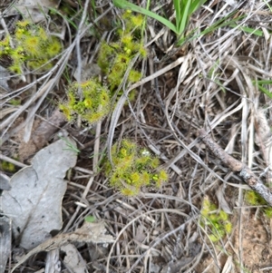 Unverified Other Wildflower or Herb at Sutton, NSW - 8 Oct 2025 by Marchien