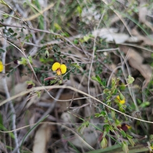 Bossiaea buxifolia at Sutton, NSW - Yesterday by Marchien