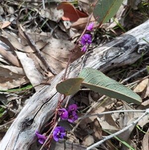 Hardenbergia violacea (False Sarsaparilla) at Sutton, NSW - 8 Oct 2025 by Marchien