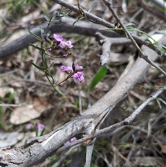 Glycine clandestina (Twining Glycine) at Sutton, NSW - 8 Oct 2025 by Marchien