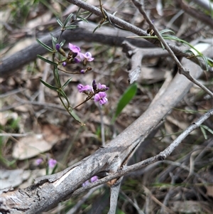Glycine clandestina (Twining Glycine) at Sutton, NSW - 8 Oct 2025 by Marchien