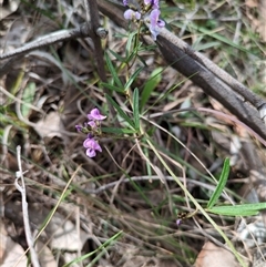 Glycine clandestina at Sutton, NSW - 8 Oct 2025 03:46 PM