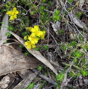 Unverified Other Wildflower or Herb at Sutton, NSW - 8 Oct 2025 by Marchien
