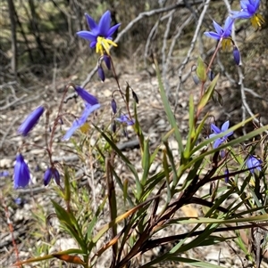 Stypandra glauca (Nodding Blue Lily) at Fadden, ACT - Yesterday by JillianM