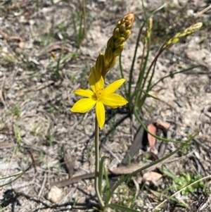Bulbine bulbosa (Golden Lily, Bulbine Lily) at Fadden, ACT - Yesterday by JillianM