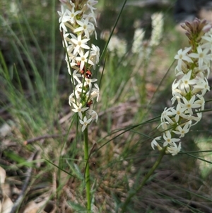 Stackhousia monogyna (Creamy Candles) at Sutton, NSW - 8 Oct 2025 by Marchien