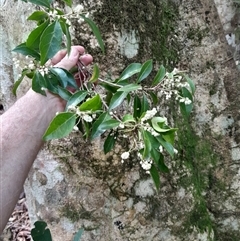 Elaeocarpus obovatus at Pappinbarra, NSW - 8 Oct 2025 by jonvanbeest