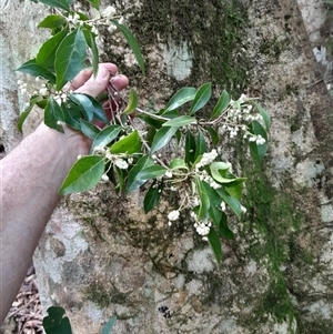 Elaeocarpus obovatus (Hard Quandong) at Pappinbarra, NSW - 8 Oct 2025 by jonvanbeest