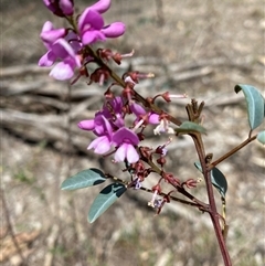 Indigofera australis subsp. australis (Australian Indigo) at Farrer, ACT - 8 Oct 2025 by JillianM