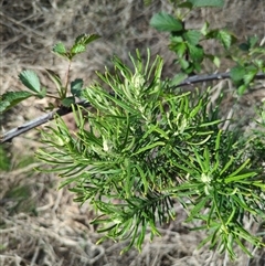 Cassinia aculeata subsp. aculeata (Dolly Bush, Common Cassinia, Dogwood) at Sutton, NSW - 8 Oct 2025 by Marchien