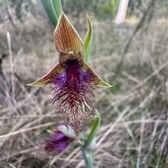 Calochilus platychilus by Span102