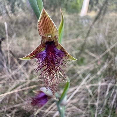 Calochilus platychilus at  - suppressed by Span102
