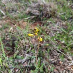 Bulbine bulbosa at Sutton, NSW - Yesterday by Marchien