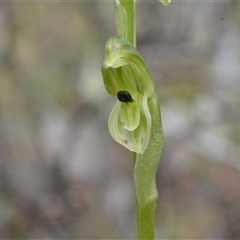 Hymenochilus bicolor (ACT) = Pterostylis bicolor (NSW) (Black-tip Greenhood) at Kenny, ACT - 7 Oct 2025 by BB23