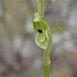 Hymenochilus bicolor (ACT) = Pterostylis bicolor (NSW) (Black-tip Greenhood) at Kenny, ACT - 7 Oct 2025 by BB23