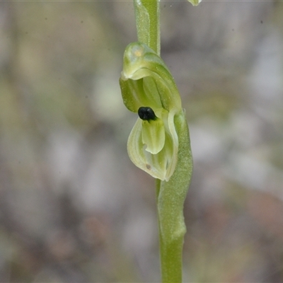 Hymenochilus bicolor (ACT) = Pterostylis bicolor (NSW) (Black-tip Greenhood) at Kenny, ACT - 7 Oct 2025 by BB23