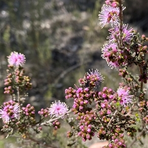 Kunzea parvifolia (Violet Kunzea) at Farrer, ACT - Yesterday by JillianM