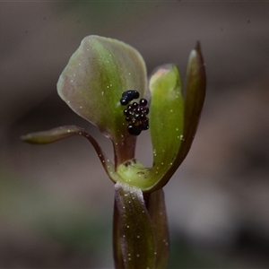 Chiloglottis trapeziformis (Diamond Ant Orchid) at Acton, ACT - 25 Sep 2025 by BB23